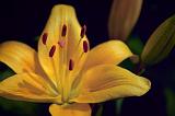 Golden Lily_03401